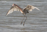 Reddish Egret - white wings-1350.jpg