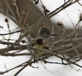 Great Crested Flycatcher_9992.jpg