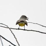 Tropical Kingbird_0001.jpg