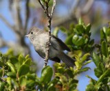 Oak Titmouse_0311.jpg