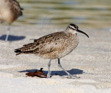 Whimbrel_0743.jpg