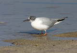 Bonapartes Gull - adult breeding_0543.jpg