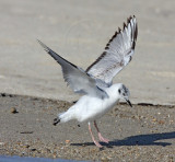 Bonapartes Gull - 1st winter molting _0654.jpg