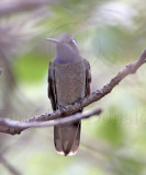 Blue-throated Hummingbird - male_2350.jpg
