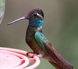 Magnificent Hummingbird - male_2323.jpg
