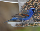 Blue Grosbeak_1379.jpg