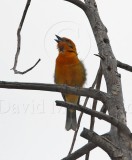 Flame-colored Tanager_1497.jpg