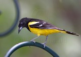 Scotts Oriole - male_1517.jpg