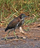 Green Heron - juvenile_3148.jpg