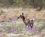 Pronghorn Antelope_9346.jpg