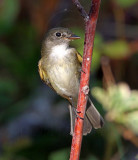 Alder Flycatcher_3724.jpg