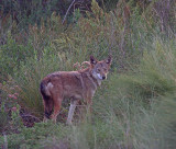 Coyote - LaFittes Cove Galveston_3805.jpg