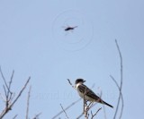 Eastern Kingbird_3838.jpg