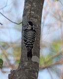 Ladder-backed Woodpecker - female_5156.jpg