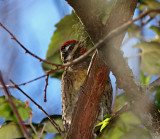 Yellow-bellied Sapsucker -  male_5170.jpg