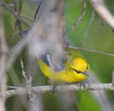 Blue-winged Warbler_5235.jpg