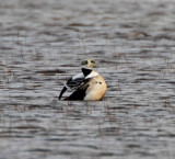 Stellers Eider_4872.jpg