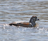 Harlequin Duck - male_3840.jpg