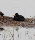 Black Scoter - male_6261.jpg