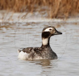Long-tailed Duck - spring female_4718.jpg