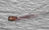 American Beaver_2030.jpg
