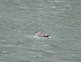 Kittlitzs Murrelet - breeding_6974.jpg