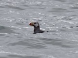 Horned Puffin_6380.jpg