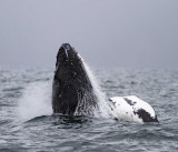 Humpback Whale_6691.jpg