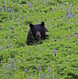 Black Bear_6919.jpg