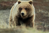 Grizzly Bear_2409.jpg