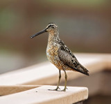 Short-billed Dowitcher - breeding_7961.jpg