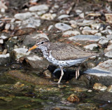 Spotted Sandpiper - breeding_5195.jpg