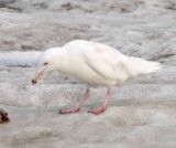 Glaucous Gull - 2nd winter_4574.jpg