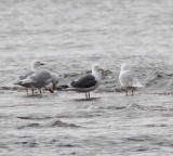 Slaty-backed Gull_2507.jpg