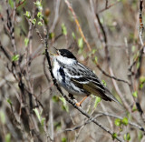 Blackpoll Warbler - male breeding_3210.jpg