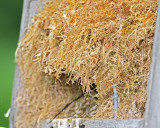 American Dipper - nest box_6068.jpg