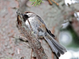 Boreal Chickadee_7675.jpg