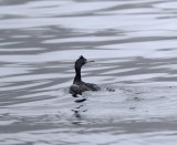 S023-2 Red-faced Cormorant - non-breeding_7059.jpg