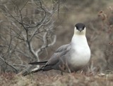 Long-tailed Jaeger_2100.jpg