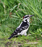 Hairy Woodpecker - male_4040.jpg