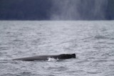 Humpback Whale_6496.jpg