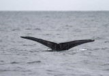Humpback Whale_6511.jpg
