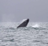 Humpback Whale_6636.jpg