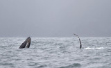 Humpback Whale_6647.jpg