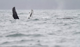 Humpback Whale_6653.jpg