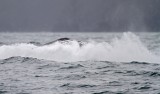 Humpback Whale_6665.jpg