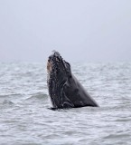 Humpback Whale_6682.jpg