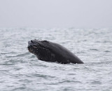 Humpback Whale_6684.jpg