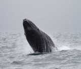 Humpback Whale_6694.jpg