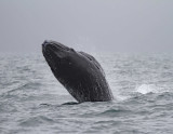 Humpback Whale_6696.jpg